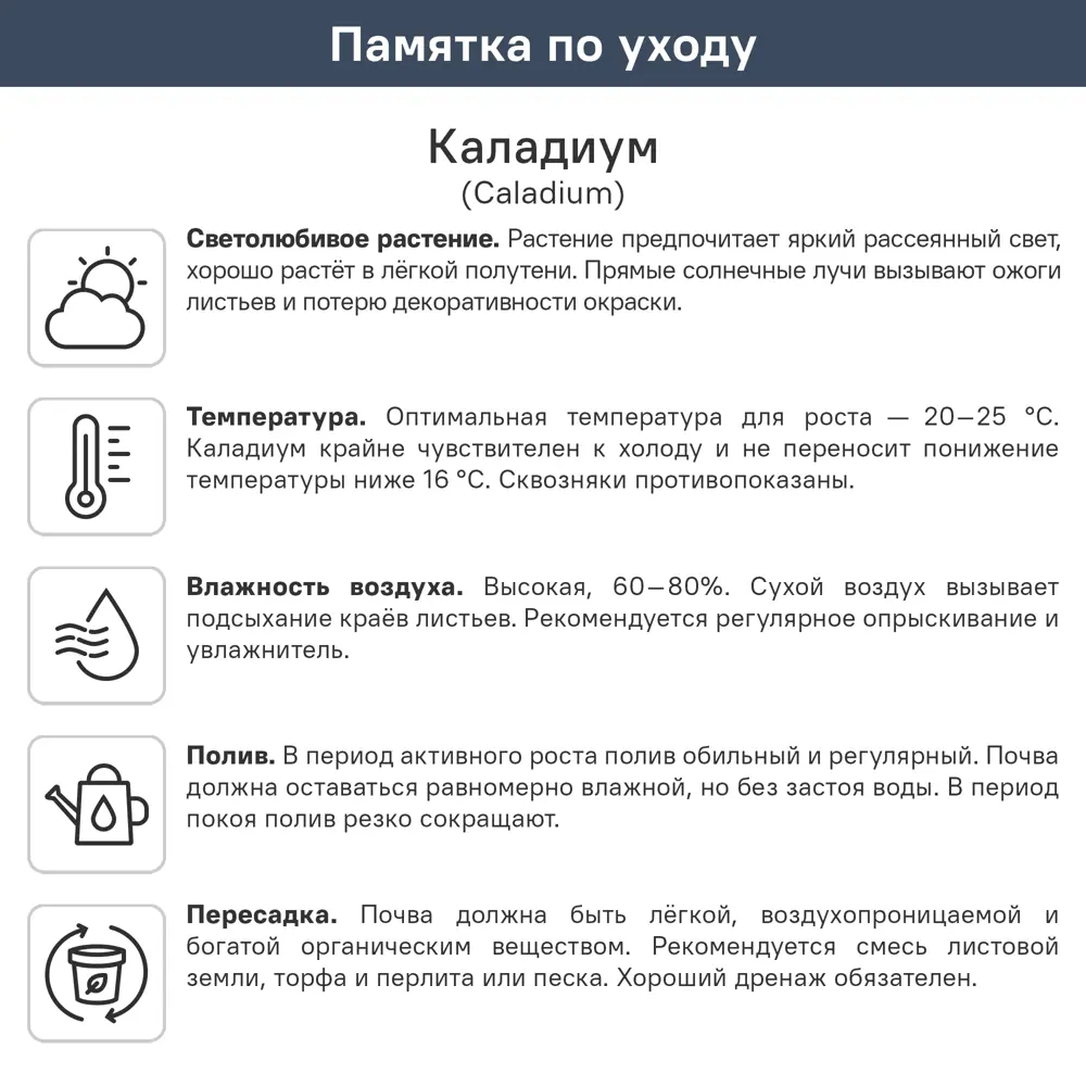 Каладиум Сплэш розовый ø10.5 h25 см 89447113 STLM-2017309 ГОРКУНОВ  - Вид №1