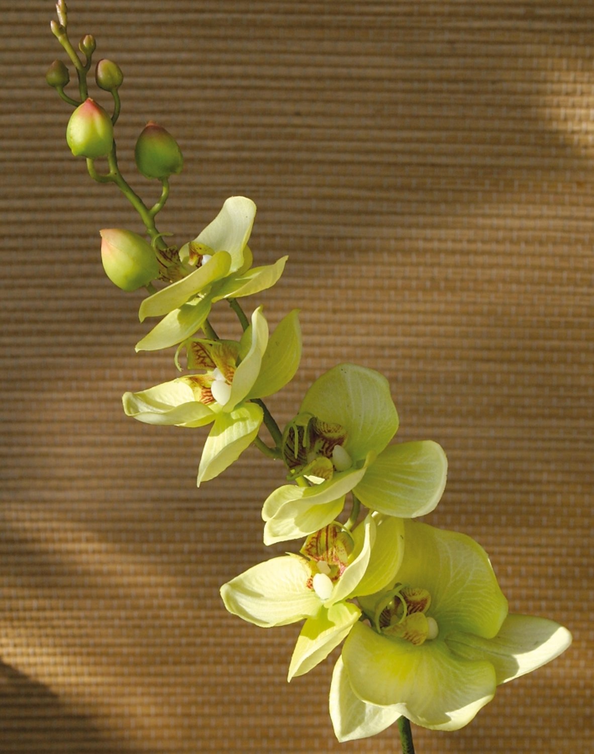 2398 788 a2 Искусственная орхидея Phalaenopsis, 92 см, real touch, бежево-зеленая H-andreas 