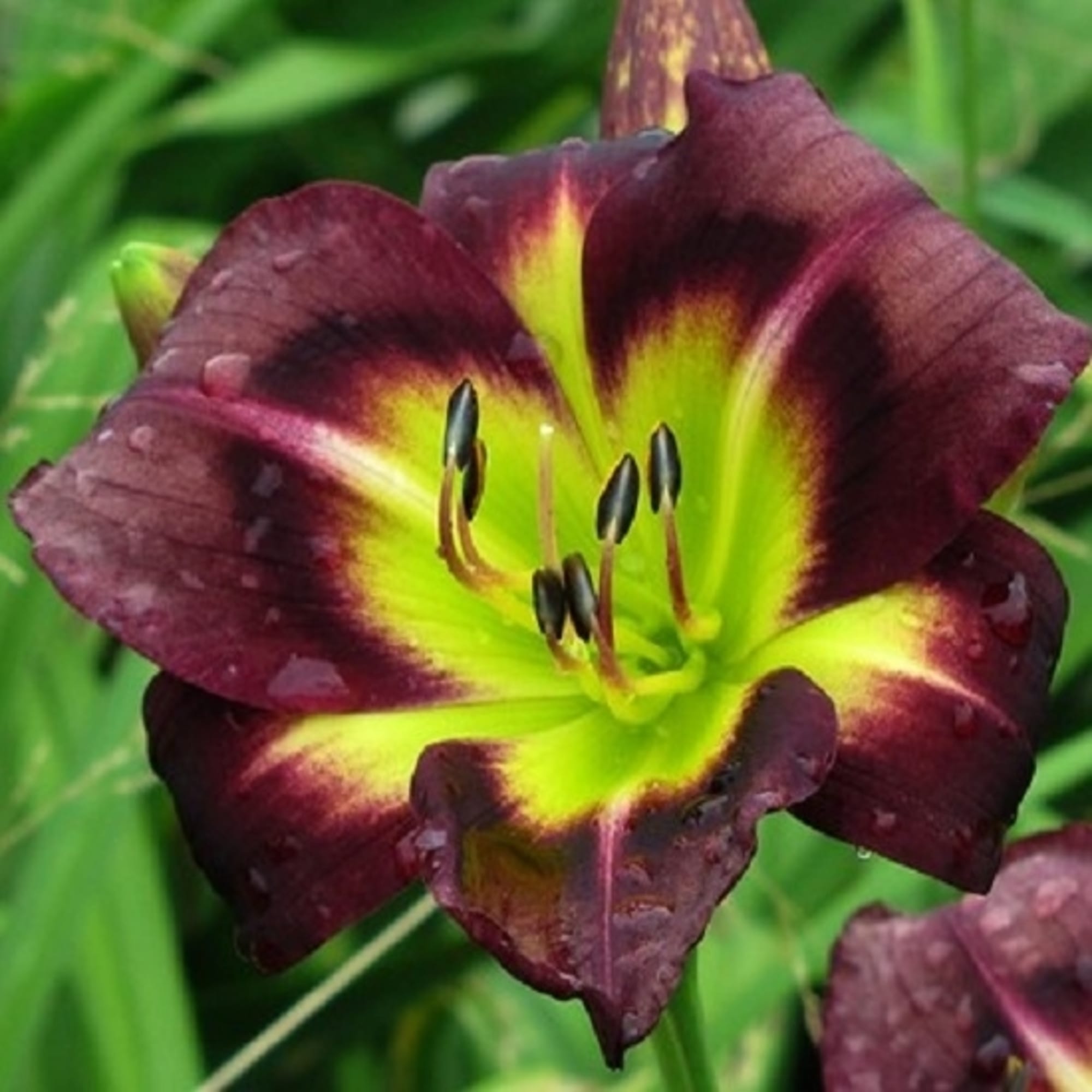 82595152 Лилейник «Найт Бекон» 15x15 см Santreyd  - Вид №2