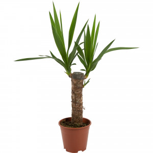 82578561 Юкка 1рр d12 h45