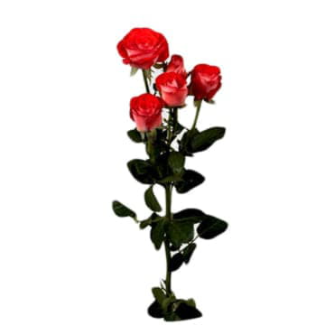 Роза тр задик 70 см Santreyd 24683 - Вид №1