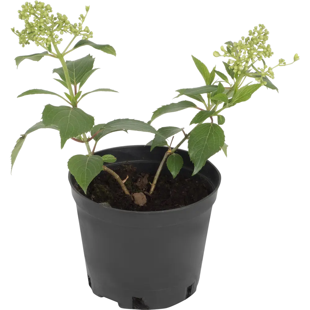 Гортензия метельчатая «Киушу» C1.5 82174055 STLM-2106805 PLANTMARKET 
