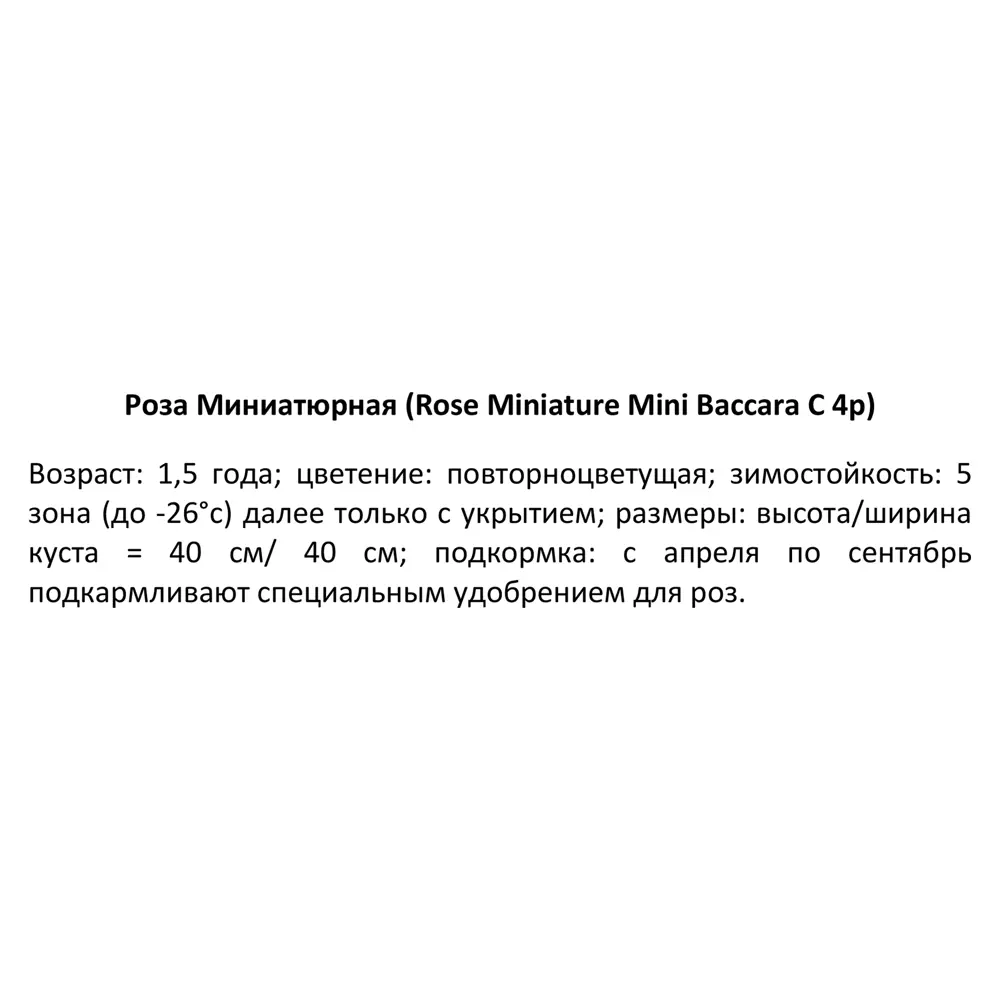 Роза миниатюрная Мини Баккара ø19 h55 см 84827404 STLM-2168976 PLANTMARKET  - Вид №2