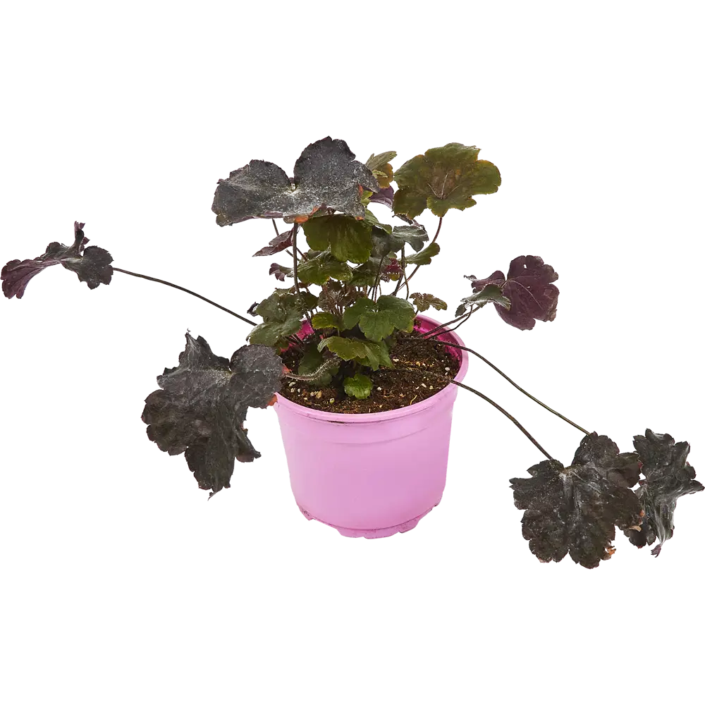 Гейхера декоративно-лиственная в горшке Santreyd 83248192 STLM-0953968