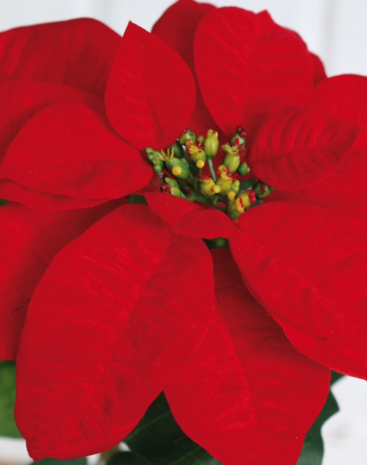 1896 444 a3 Искусственная пуансеттия, 70 см, Ø 21 см, красная H-andreas  - Вид №2