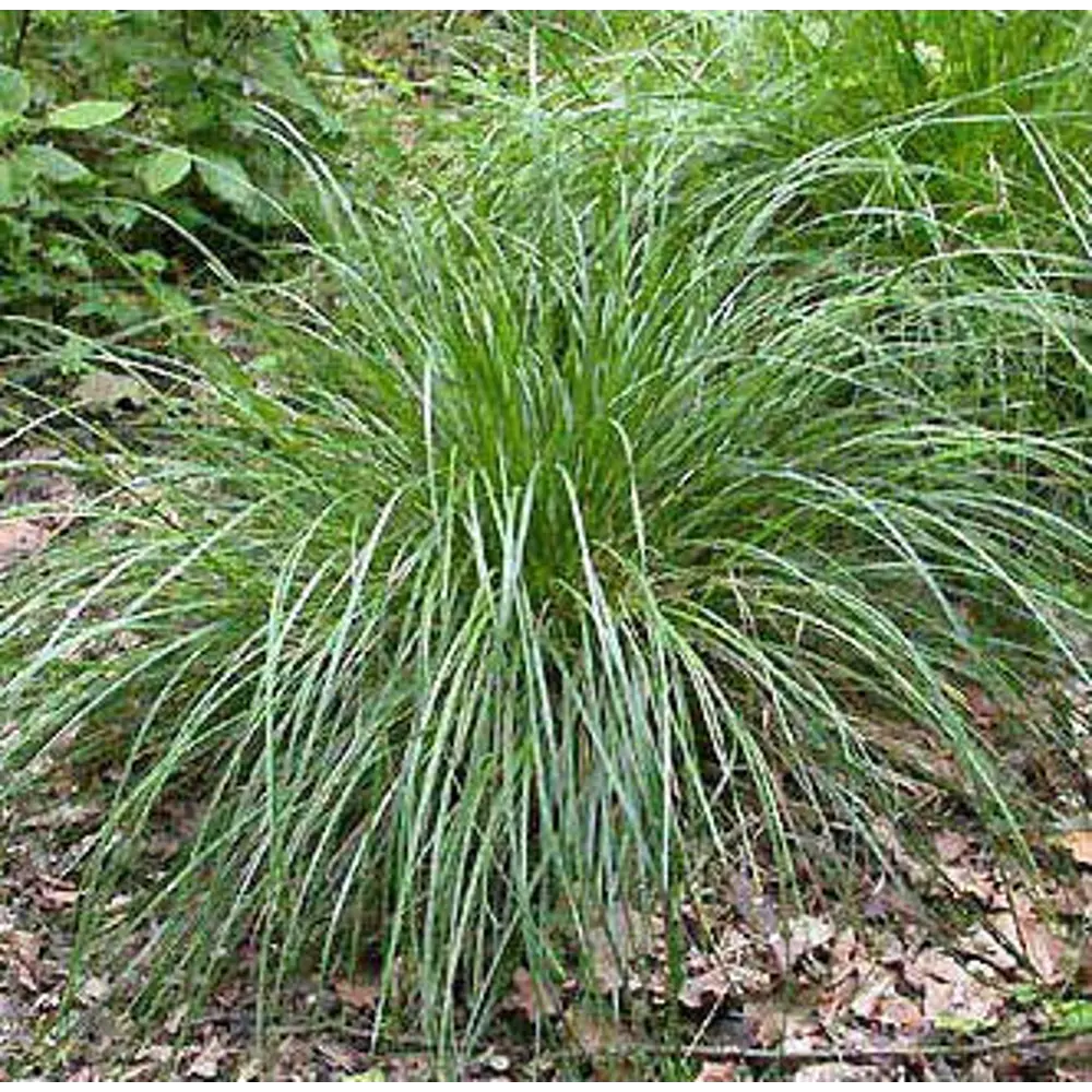 Щучка дернистая видовая норма ø11 h10 см 85607088 STLM-2202456 Santreyd 
