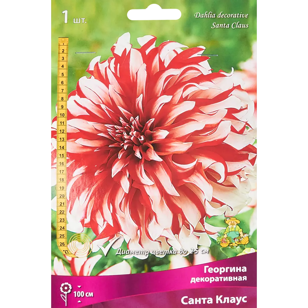 Георгина декоративная Санта Клаус ПОИСК STLM-2024859