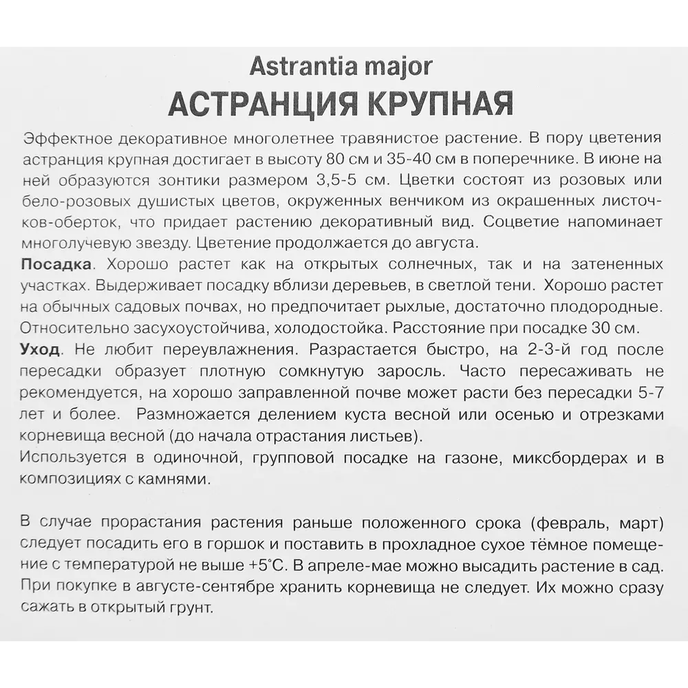 Астранция крупная Кларет 89351852 STLM-2056916 ПОИСК  - Вид №2
