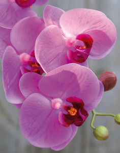 2843 420 a3 Искусственная орхидея Phalaenopsis, 64 см, real touch soft, вишневый цвет H-andreas