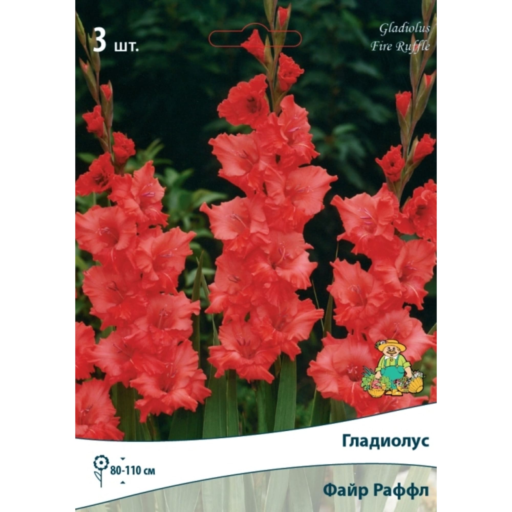 83597043 Гладиолус гофрированный Файр Раффл луковица 10/12 Santreyd 