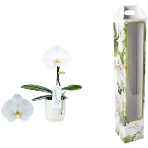 Орхидея Фаленопсис Тоша ø9 h40 см