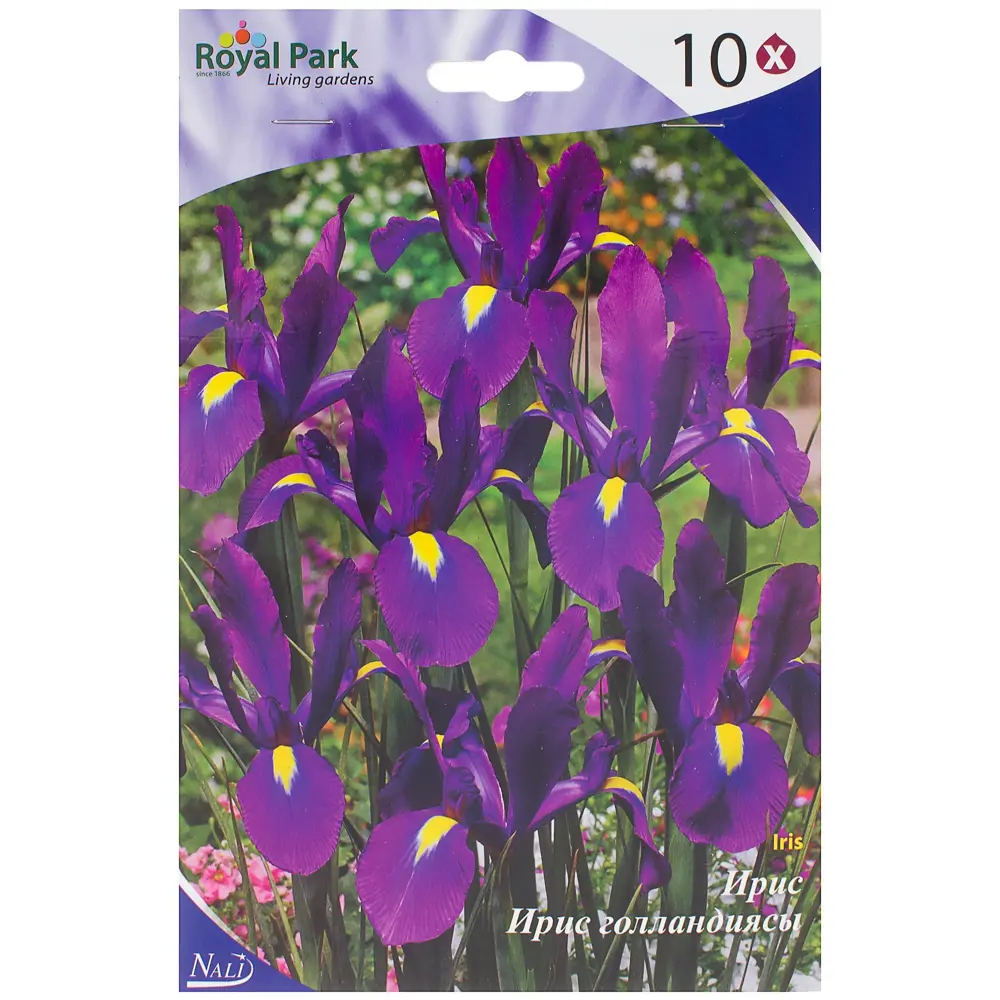 Ирис «Пёпл Сенсейшн» 6/7 (P.SENSATION) Santreyd STLM-2155025