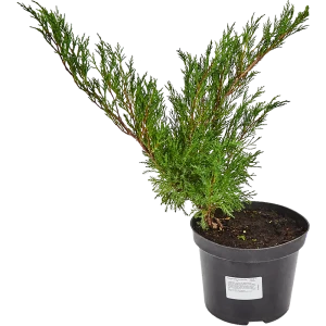 Можжевельник казацкий мас C3