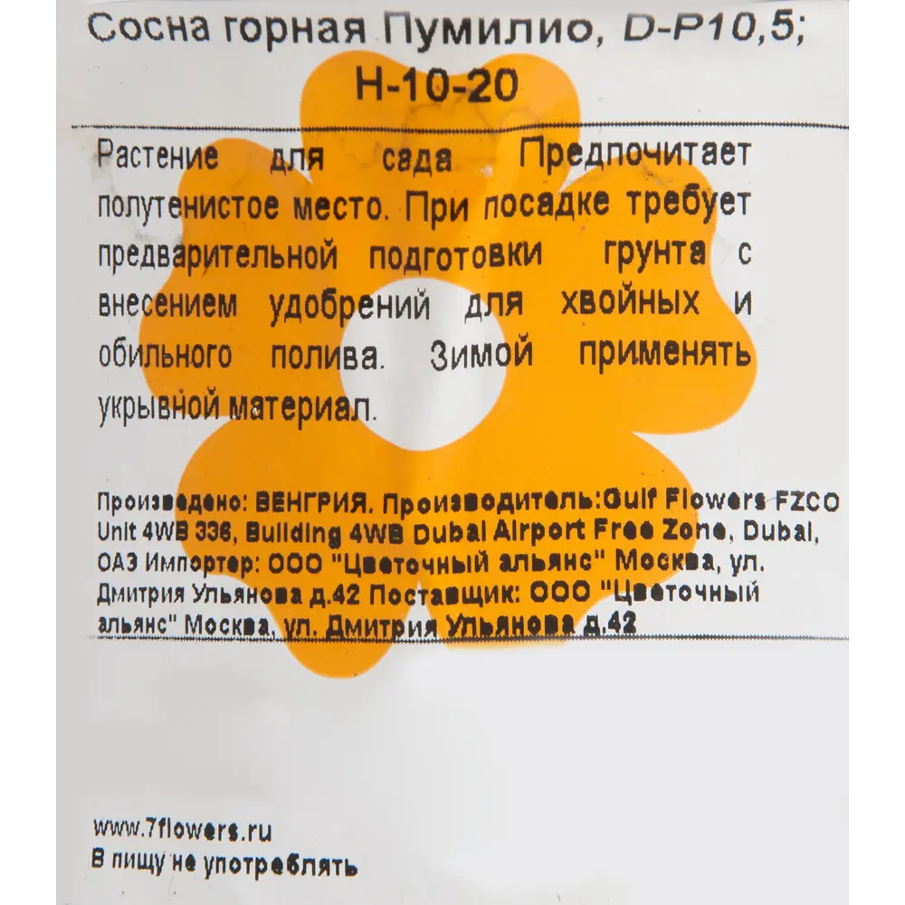 Сосна горная «Пумилио» 10x15 см 82601669 STLM-2029936 Santreyd  - Вид №1
