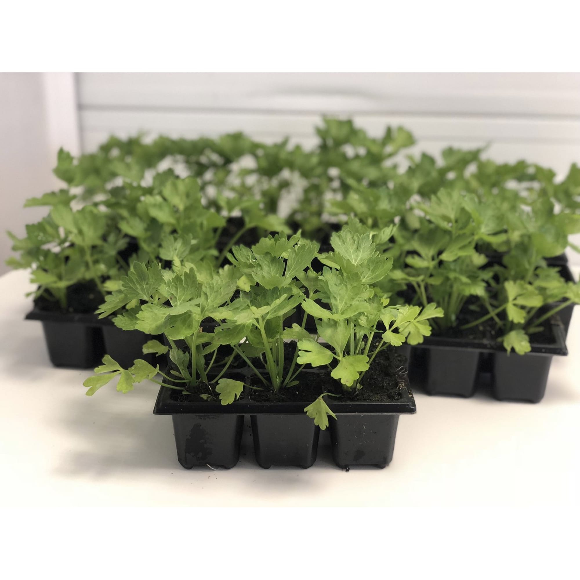 82585482 Петрушка в кассете, 6 шт Santreyd  - Вид №1