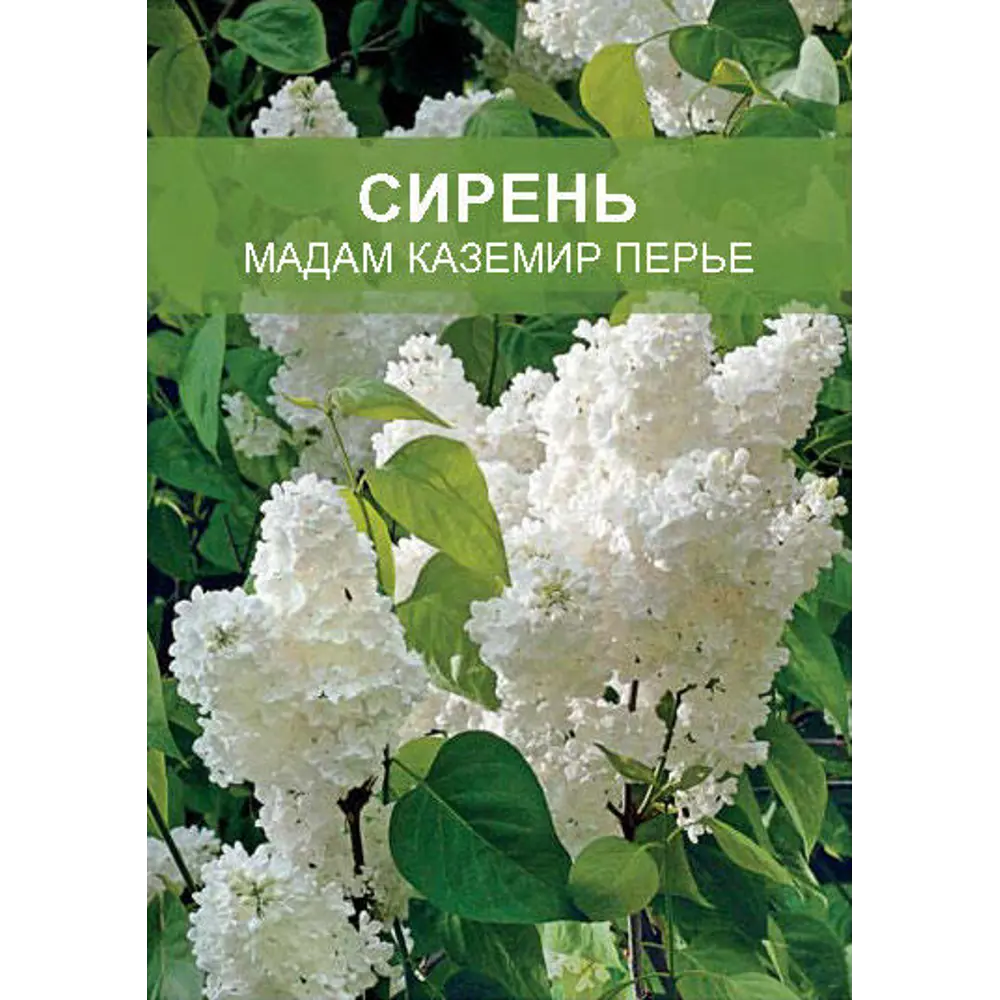 Сирень Мадам Каземир ø15 h35 см 85670447 STLM-2022448 Santreyd 