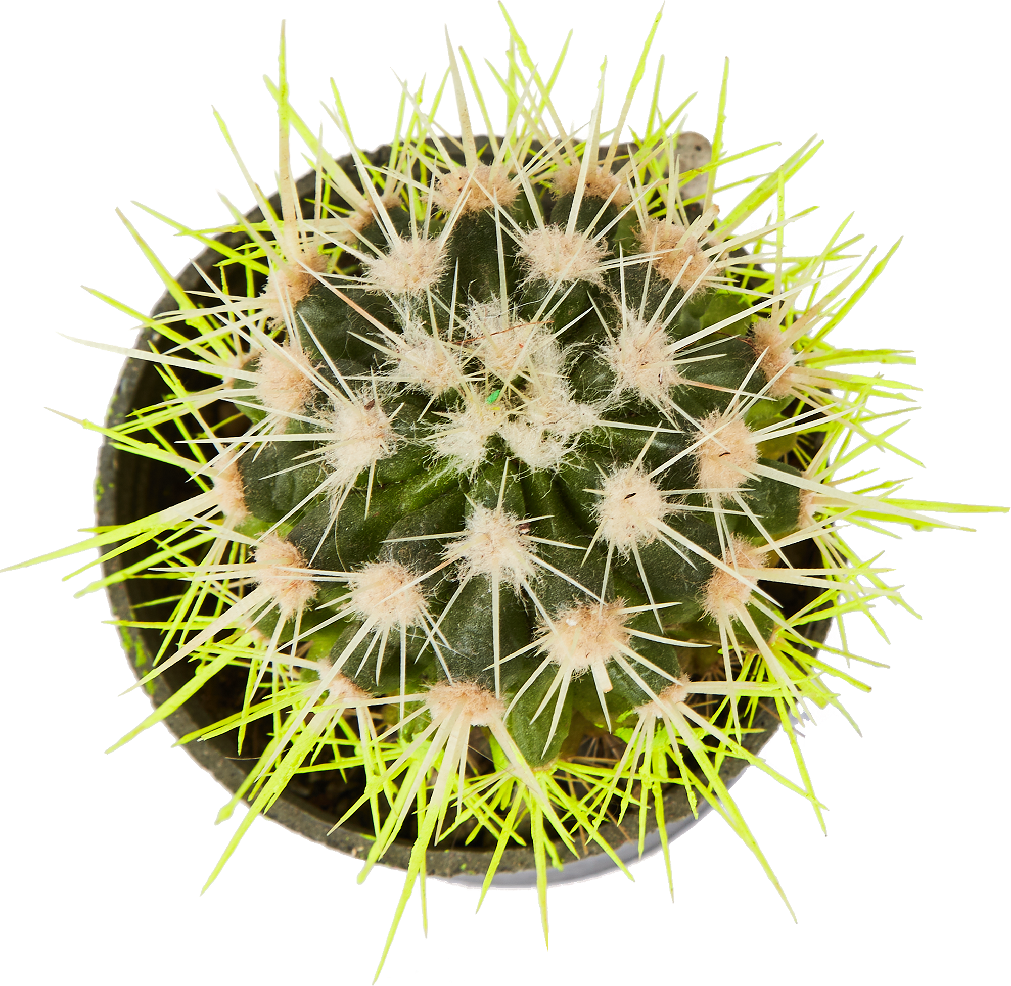 Эхинокактус Рейнбоу Грузони от Santreyd - разноцветный кактус для дома 86728113 STLM-0070980 - Вид №3