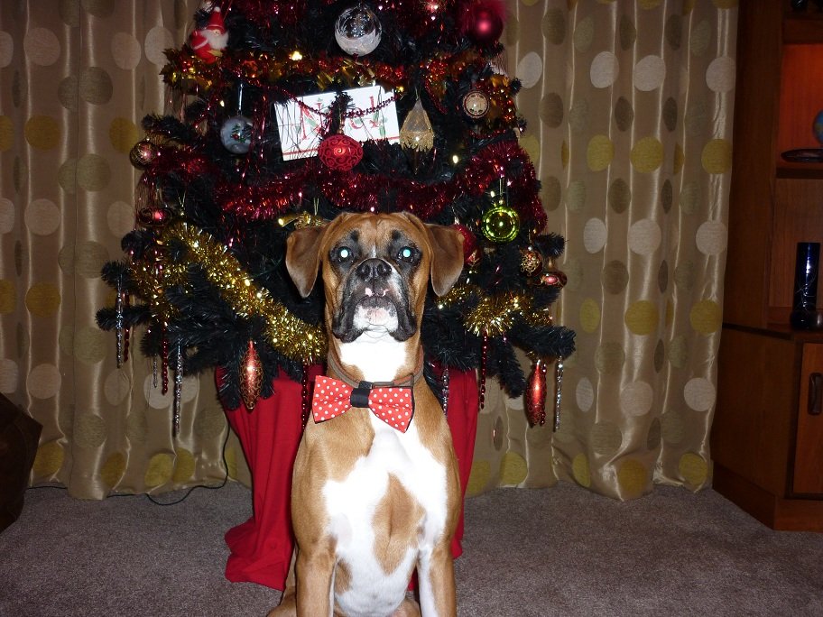 SK PETBOW1 Галстук-бабочка для домашних питомцев pet bow Suck UK  - Вид №10