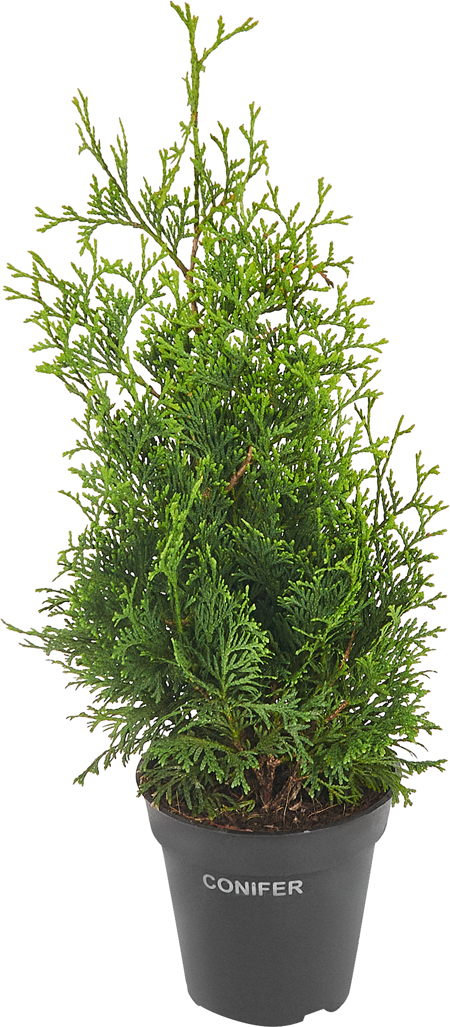 Туя западная Холмструп - вечнозеленый хвойный саженец для живой изгороди 84832942 PLANTMARKET STLM-0055816