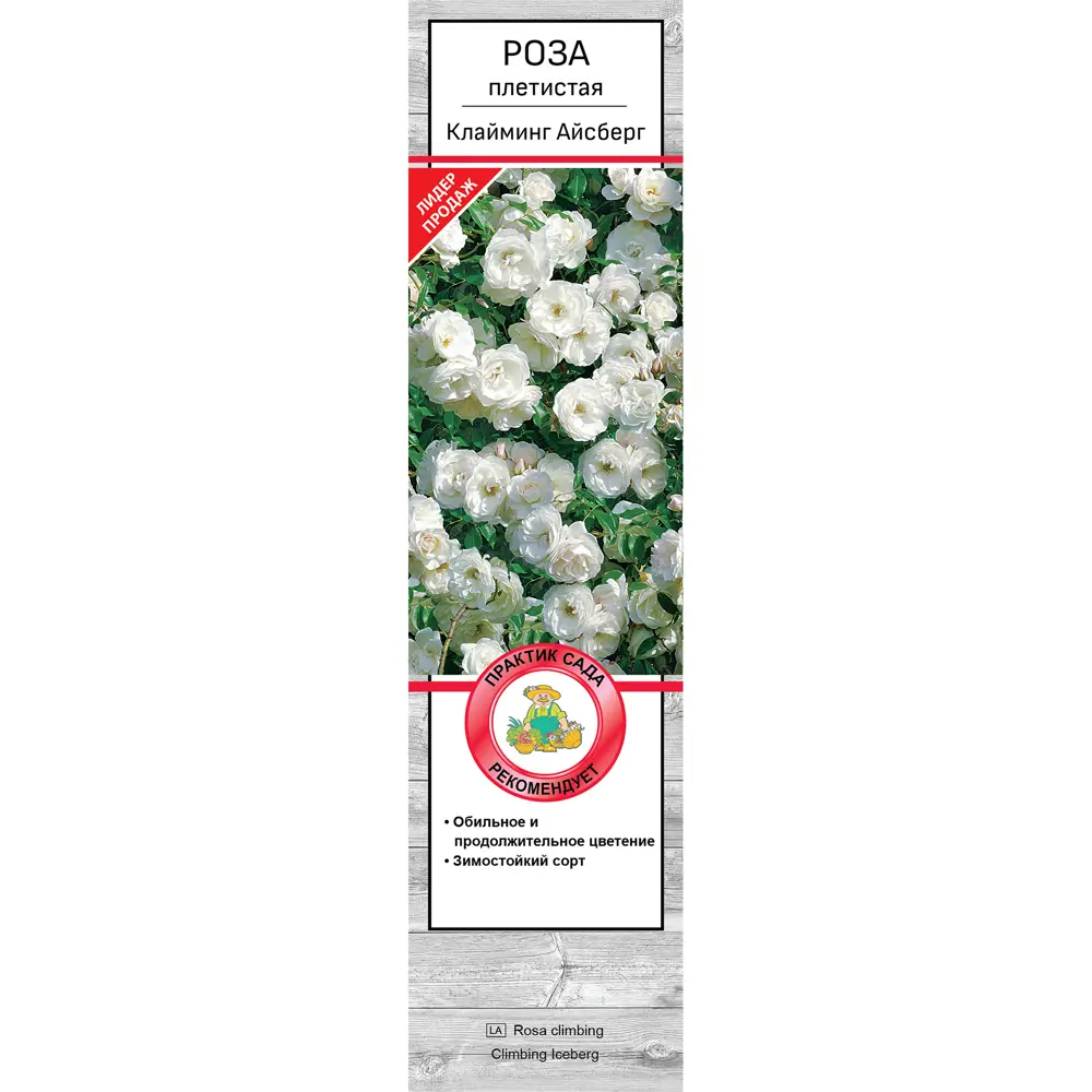 Роза плетистая Клайминг айсберг h37 см 83786602 STLM-2209939 Santreyd  - Вид №1