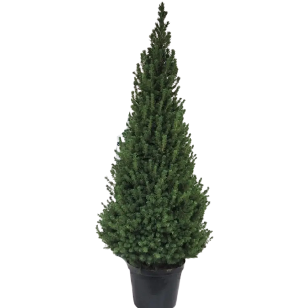 Ель Глаука Коника 30x145 см 83495103 STLM-2039190 Santreyd 
