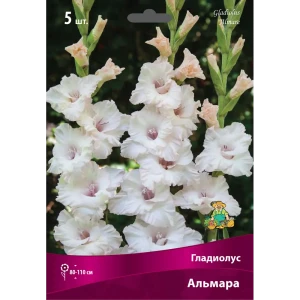 Гладиолус крупноцветковый Альмара луковица 12/14 83596401 STLM-2058808