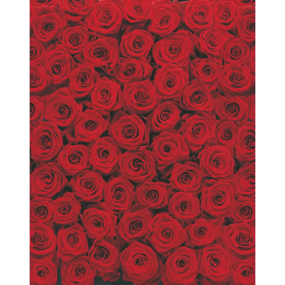 Фотообои бумажные, 270х197 см, KOMAR Розы Roses STLM-2184565