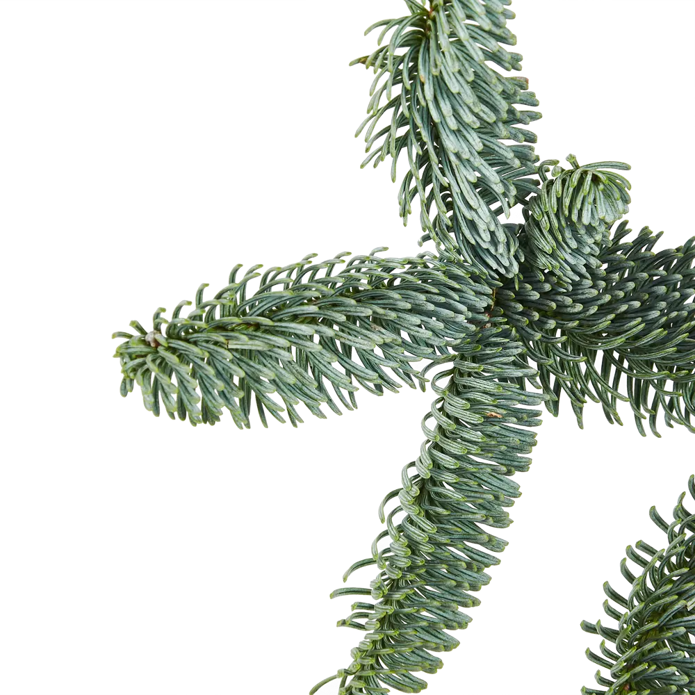 Хвойная срезка Пихта Нордман h30-90 см Santreyd STLM-2122888 - Вид №1