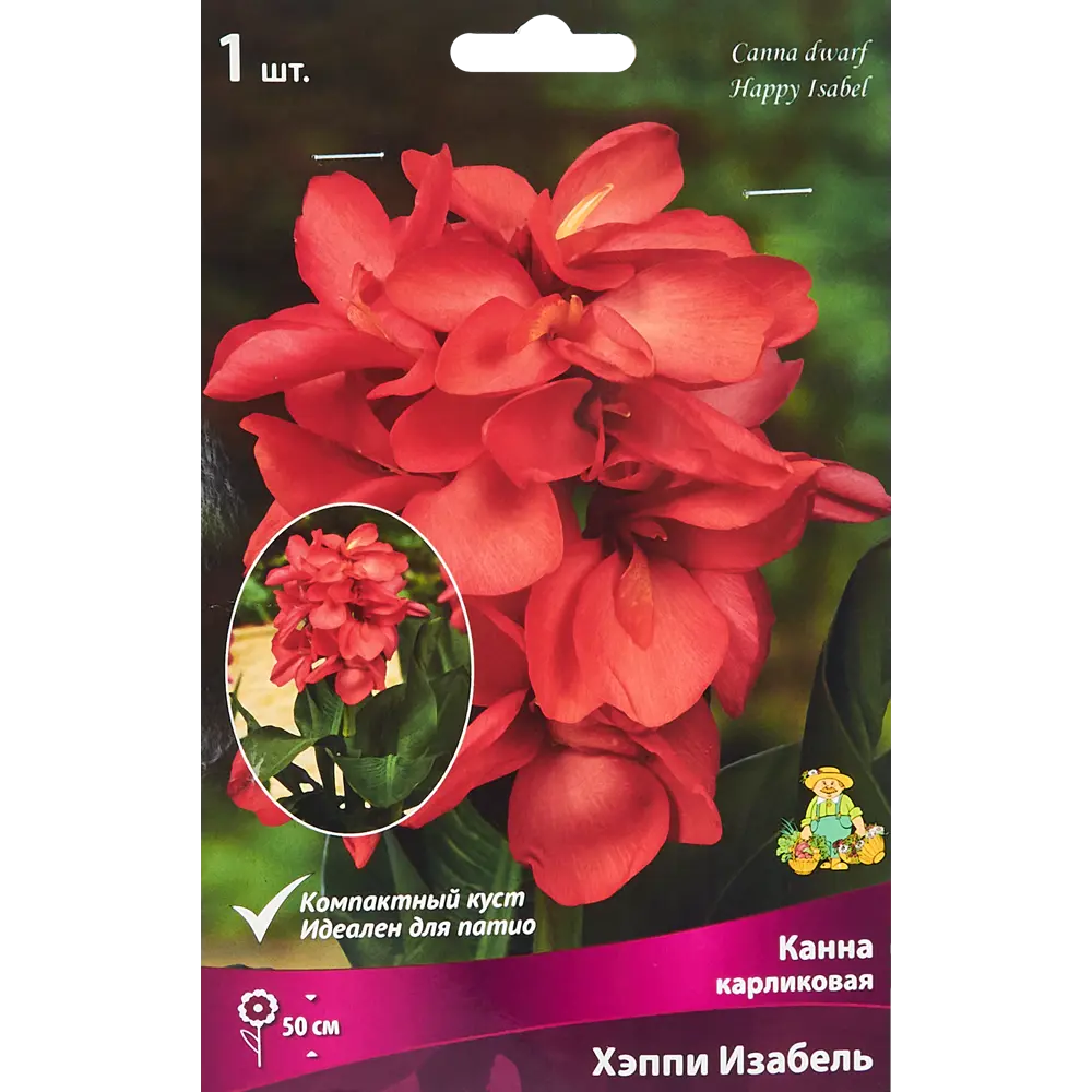 Канна карликовая Хэппи Изабель ПОИСК STLM-2086647