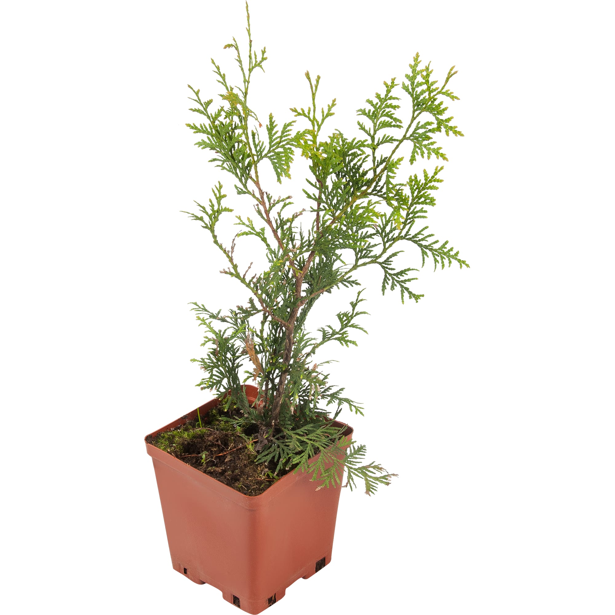 82596816 Туя западная «Брабант» 15x30 см Santreyd 