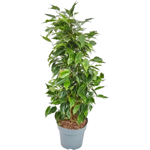 Фикус Бенджамина Роялти микс 17x70 см 83060625 STLM-2183759