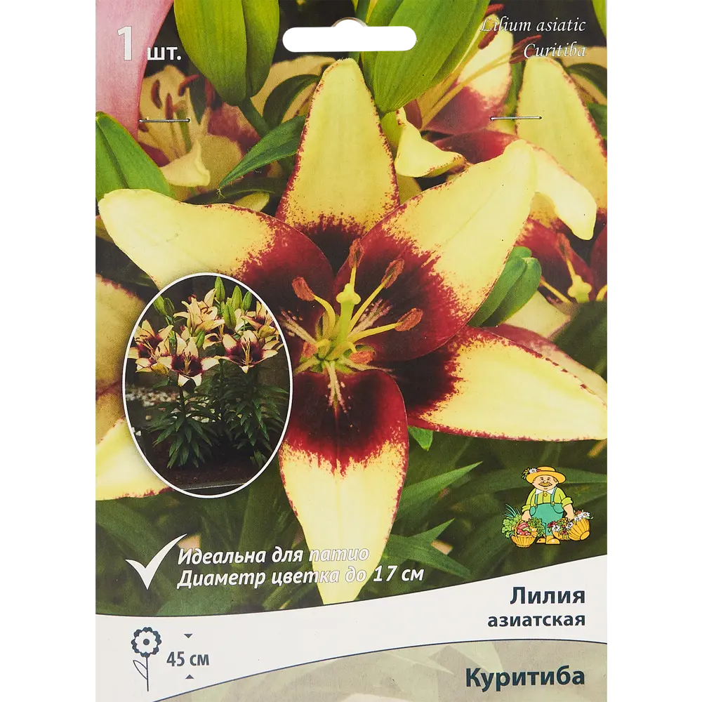 Лилия азиатская Куритиба 85205797 STLM-2092551 ПОИСК 