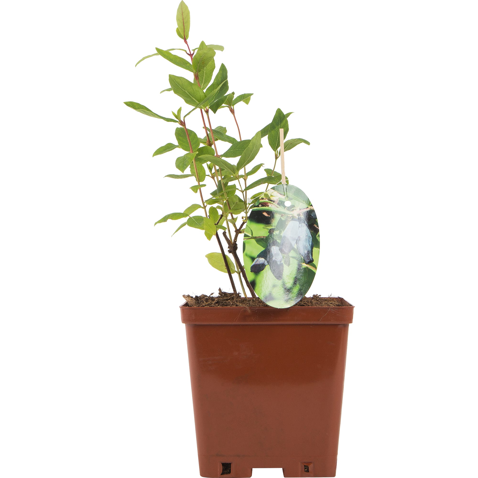 82597074 Жимолость плодовая «Морена» C3 высота 50 см Santreyd  - Вид №2