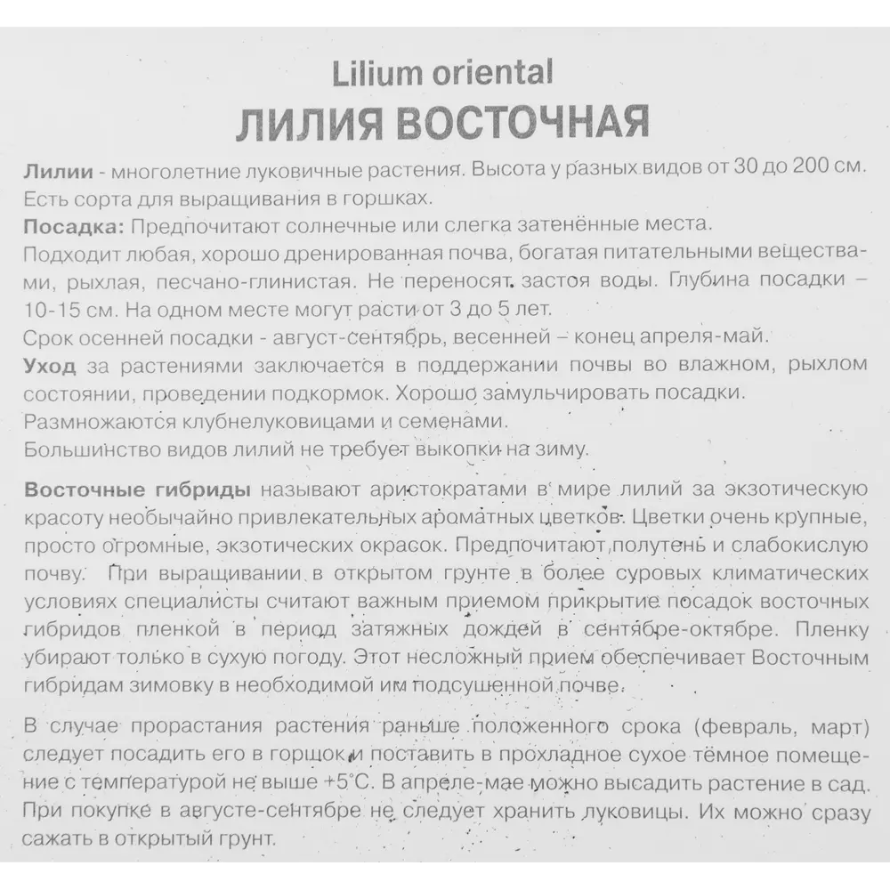 Лилия восточная Мах Фифти 85205754 STLM-2014531 ПОИСК  - Вид №2