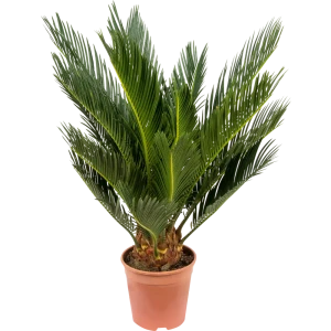 Santreyd Цикас Революта — древняя саговая пальма для интерьера 82383225