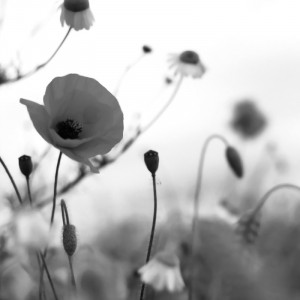 1459/C Картина 1459 Adriani e Rossi