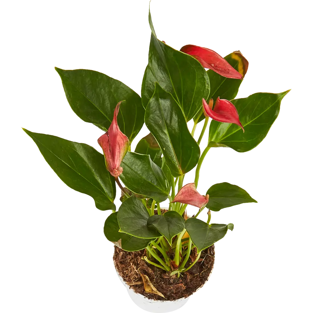 Santreyd Антуриум Андреанум - тропическая элегантность в вашем интерьере 85324993 STLM-0061546