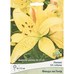 Лилия оа-гибрид Филдз Оф Голд 85205728 STLM-2090466