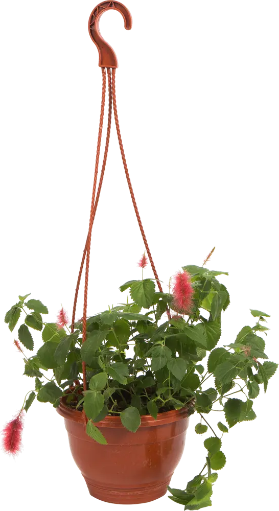 Santreyd Акалифа с красными соцветиями в кашпо 16×25 см 82649974