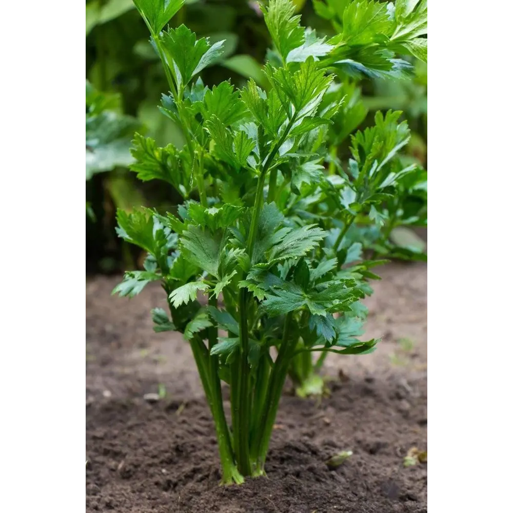 Петрушка в кассете, 6 шт Santreyd STLM-2109246