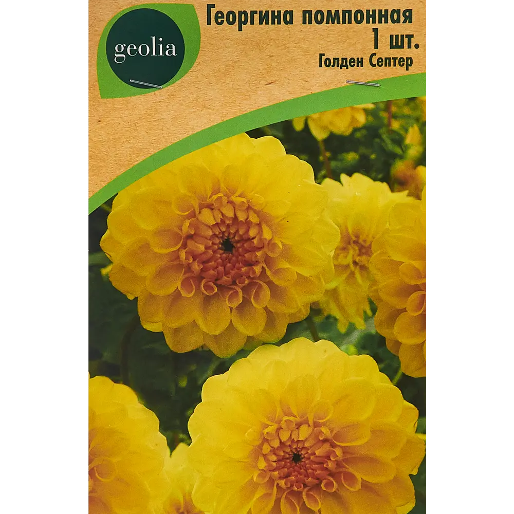 Георгина помпонная Голден Септер 86408566 STLM-2027439 Santreyd 