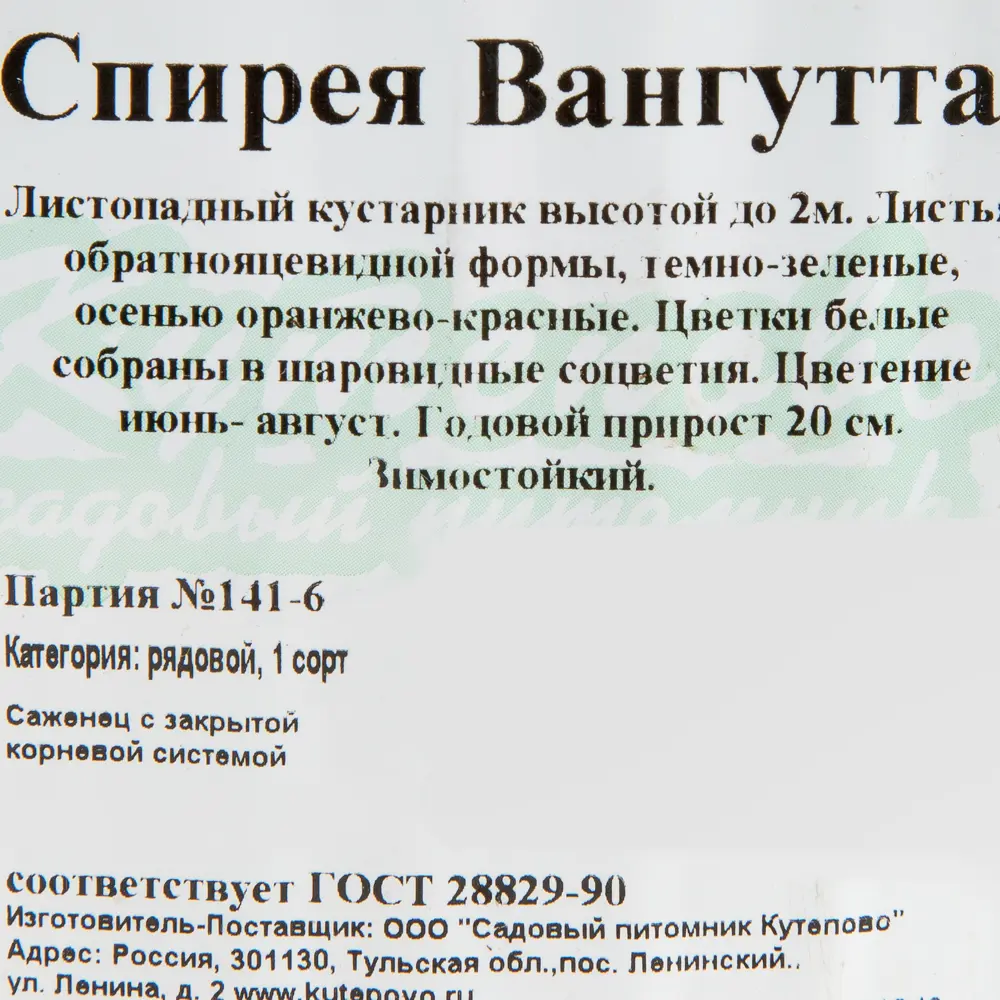 Спирея С2 «Вангутта» h40 81954842 STLM-2057025 Santreyd  - Вид №1