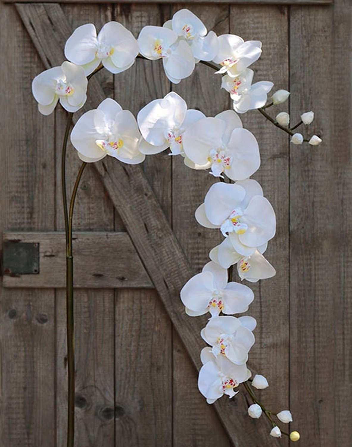 2818 777 a3 Искусственная орхидея Phalaenopsis (2 метелки), 150 см, белая H-andreas  - Вид №2