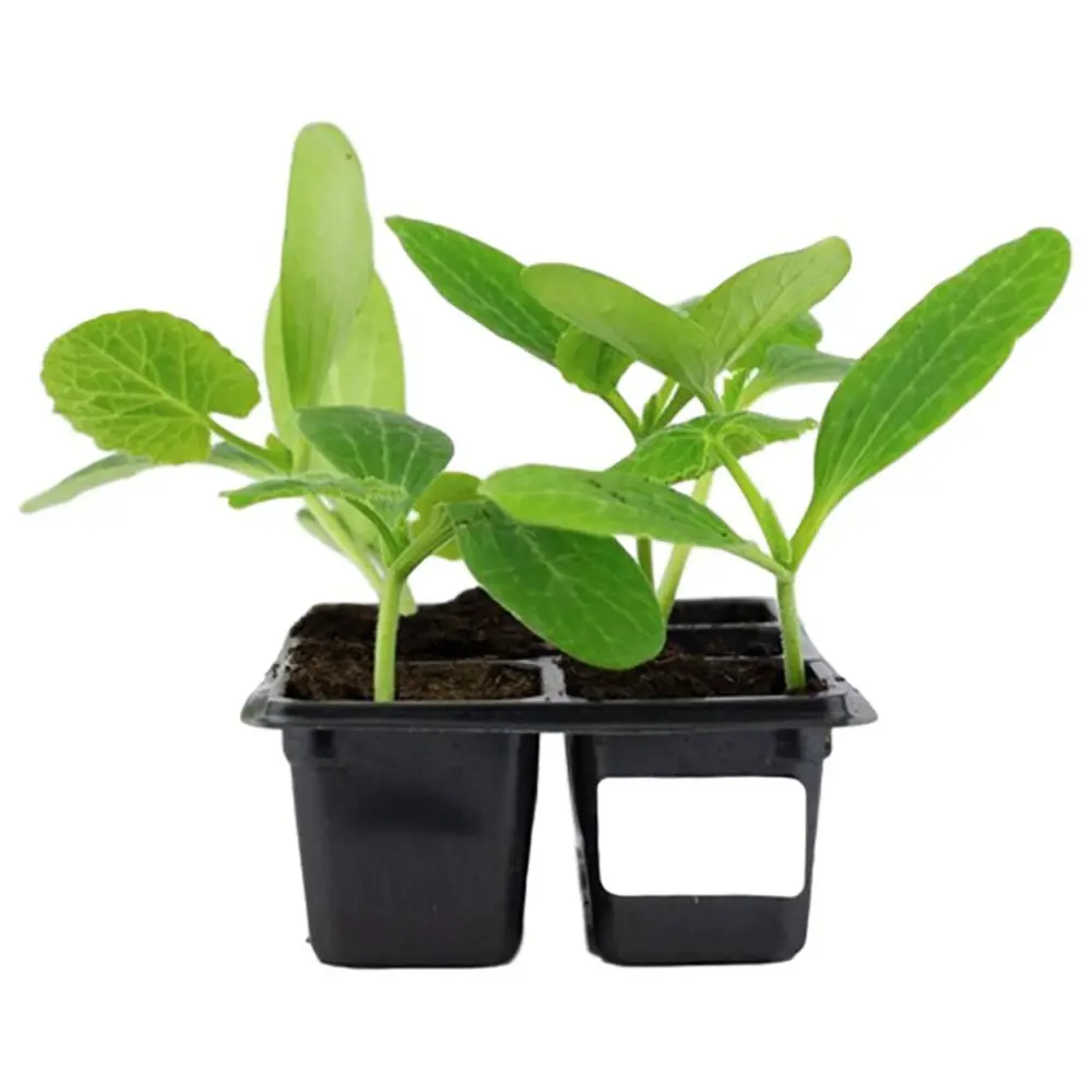 Кабачок микс h10 см 4 шт Santreyd STLM-2138108