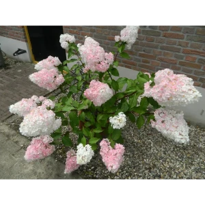 Гортензия метельчатая «Ванила Фрайз» 9x15 см