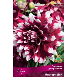 Георгина декоративная Мистери Дей луковица I