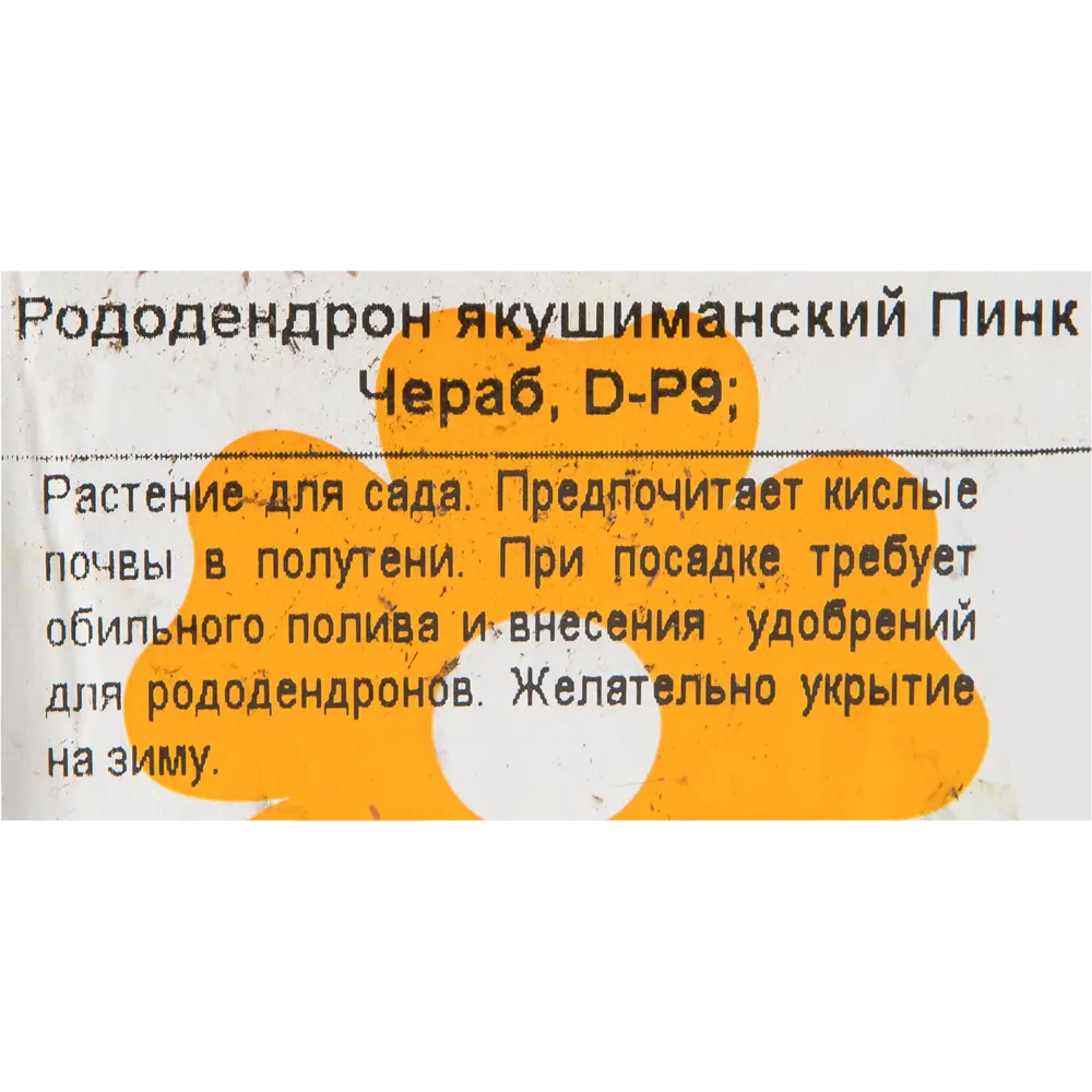 Рододендрон якушиманский «Пинк Чераб» 9x20 см 82601848 STLM-2109537 Santreyd  - Вид №1
