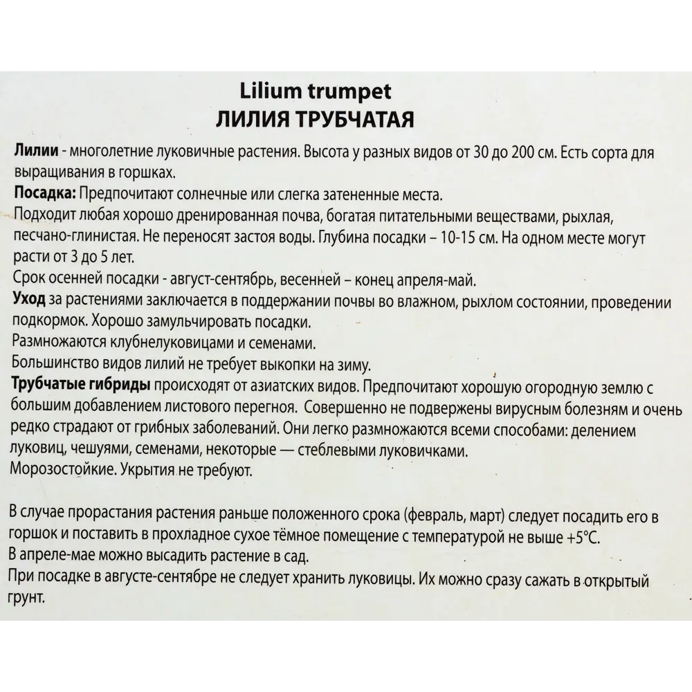 Лилии трубчатые «Африкан Квин», размер луковицы 14/16, 1 шт. 82118705 STLM-2016490 Santreyd  - Вид №2