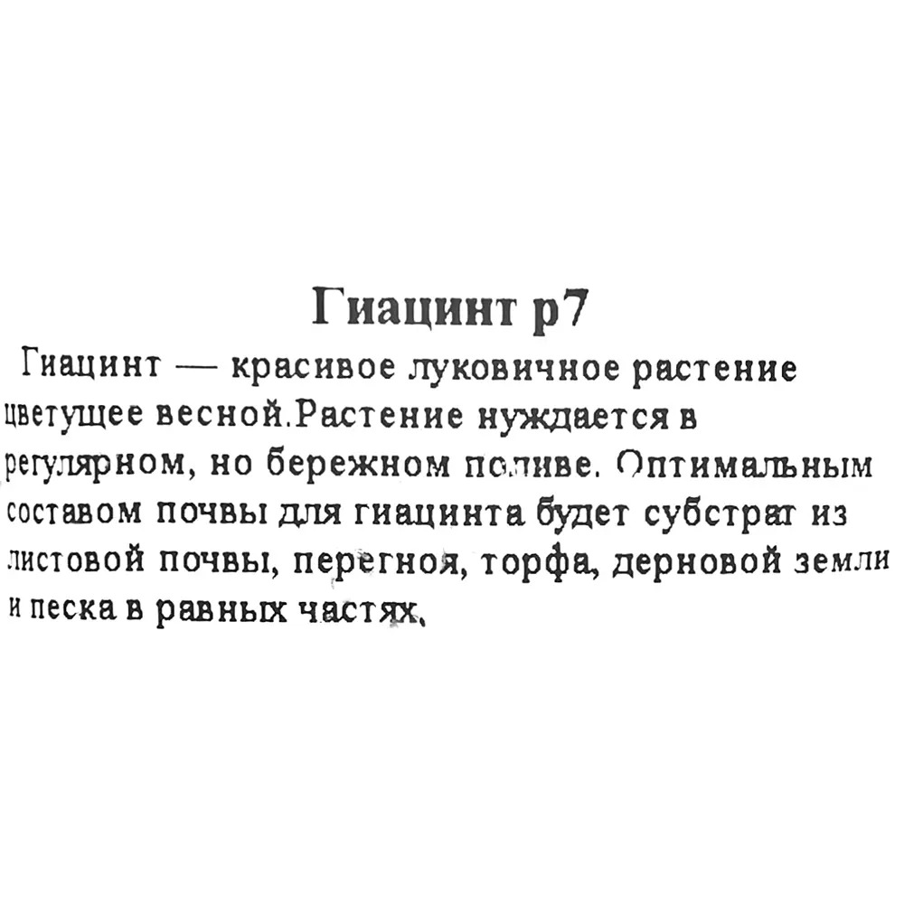 Гиацинт 7x17 см 15492600 STLM-2061689 Santreyd  - Вид №1
