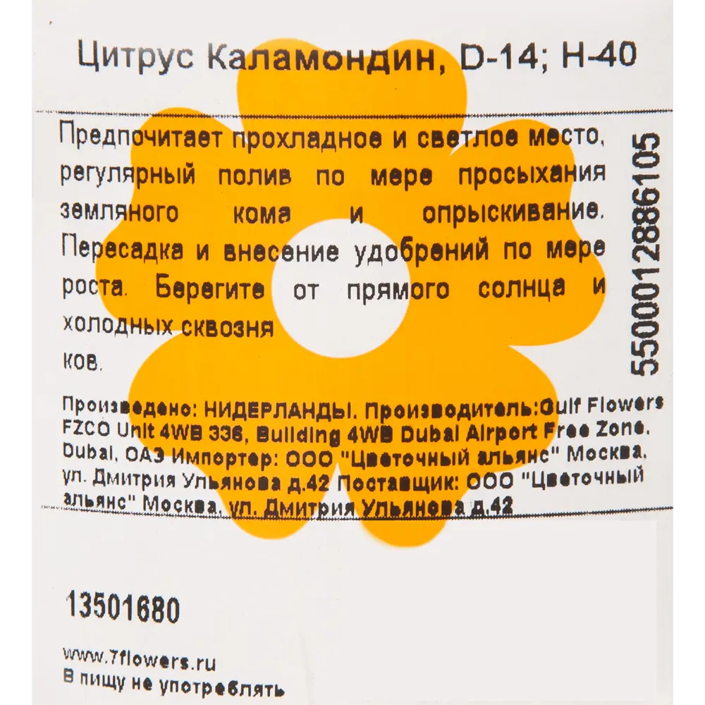 Цитрус Каламондин 14х50 см 13501680 STLM-2046494 Santreyd  - Вид №2